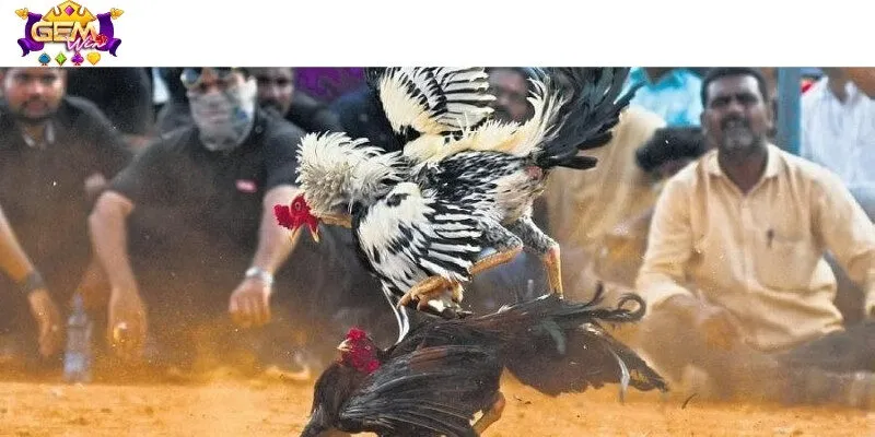 Kinh nghiệm chọn gà, quan sát đối thủ khi chơi