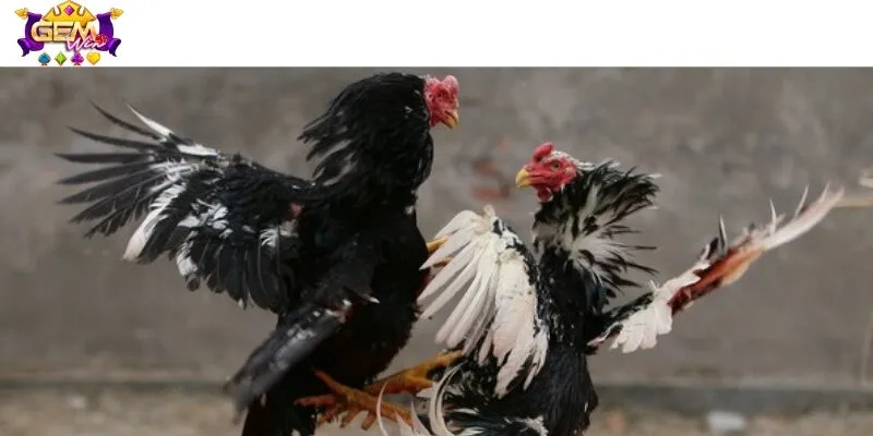 Lý do nên tham gia trang gà đá 88 ngay hôm nay