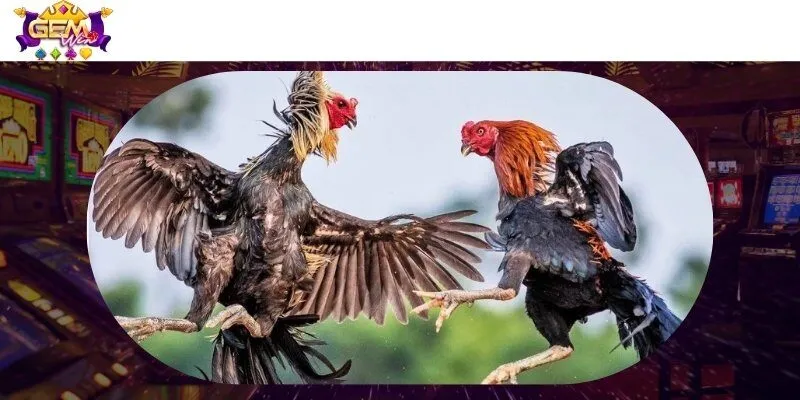 Khái quát về trang đá gà được yêu thích nhất nhà cái