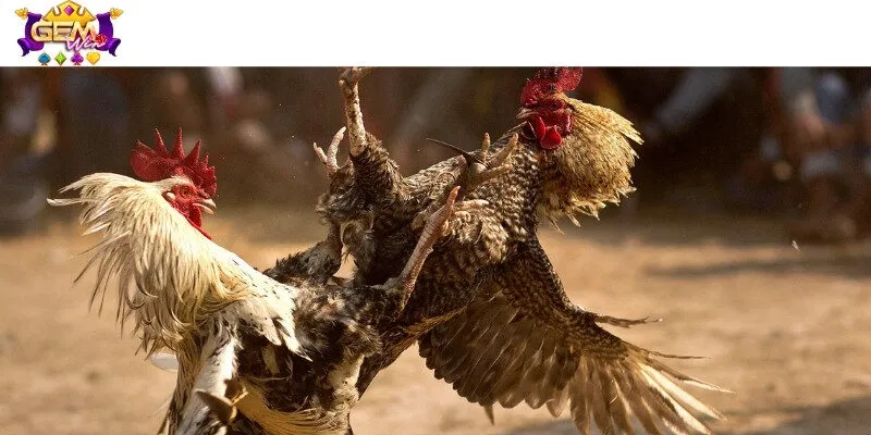 Khám phá thế giới đá gà đầy kịch tính với tỷ lệ thưởng cao