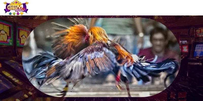 Giới thiệu sân chơi đá gà cực chất