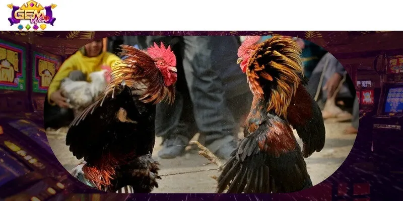 Gà được trang bị cựa sắt, mang đến những trận đấu kịch tính 