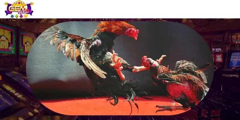 Giới thiệu sân chơi đá gà xanh chín Gemwin
