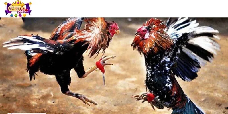 Thông tin về sân chơi đá gà có nguồn gốc từ Campuchia