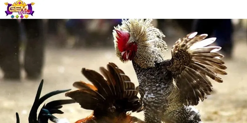 Cách đá phần nào thể hiện rõ tính cách 