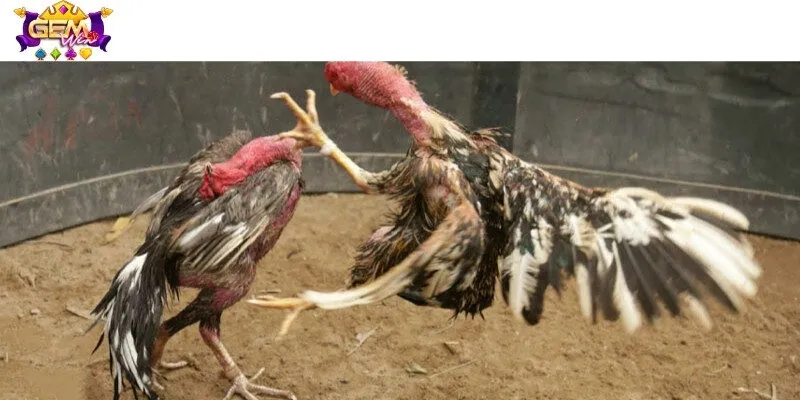 Soi gà đá chuẩn dựa vào tướng mắt, chân