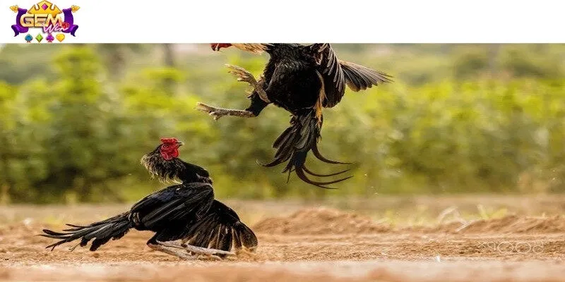 Luật chơi dễ hiểu với 3 cửa cược chính