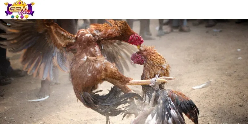 4 tiêu chí nhận diện thắng thua trong mỗi trận đấu đá gà