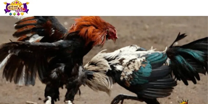 Cùng trải nghiệm những tính năng đỉnh cao tại sân chơi