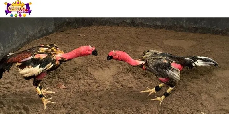 Những hình thức cá cược hấp dẫn có mặt tại nhà cái